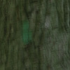 Louise Dudis, Painted Tree 0071, 2010